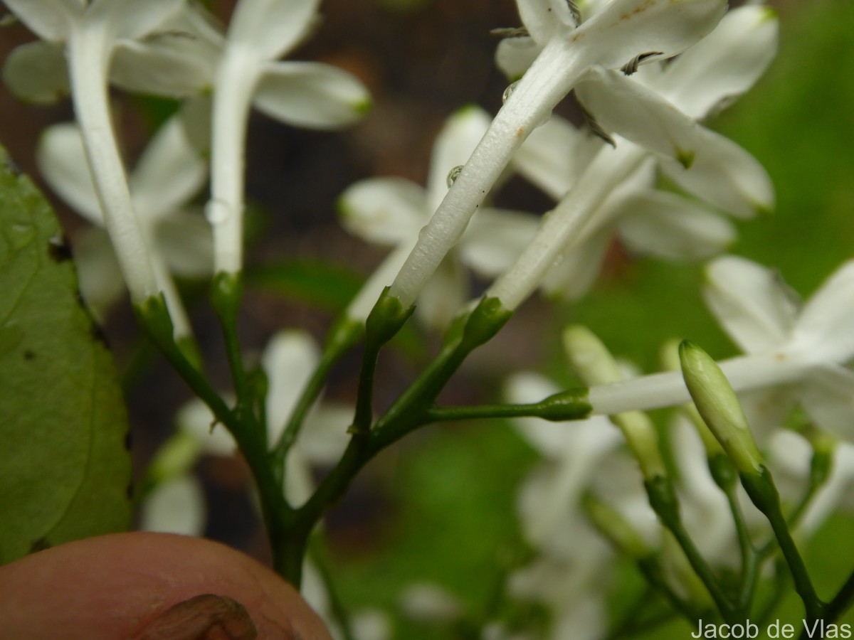 Pavetta indica L.
